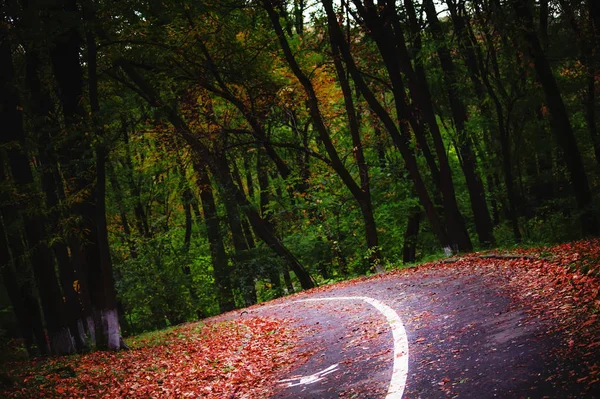 秋天的树林。秋季 llandscape — 图库照片