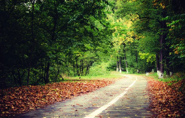 Bosque de otoño. Paisaje de otoño —  Fotos de Stock