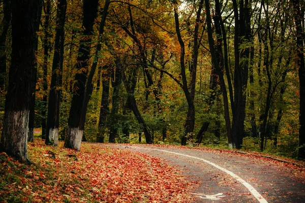 Дорога в осінньому лісі . — стокове фото