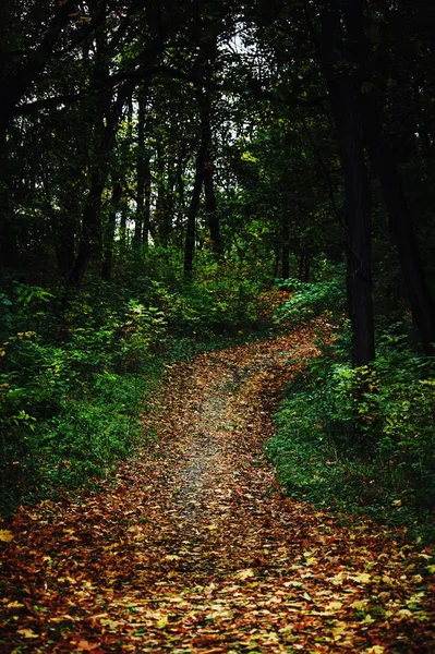 Pathway in the autumn forest. — Stock Photo, Image