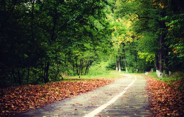 Strada nella foresta autunnale. — Foto Stock