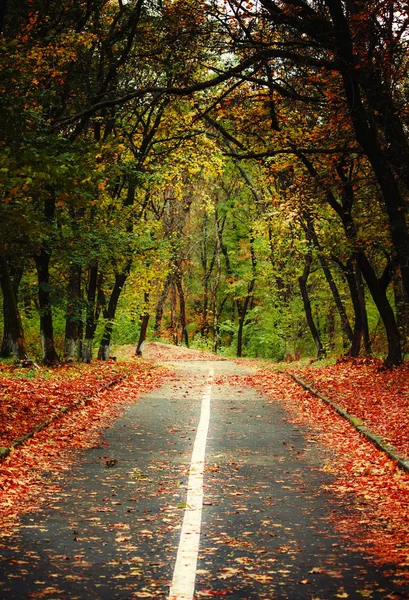 秋天森林里的路 — 图库照片