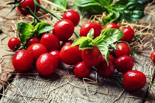 Tomates cereja com manjericão — Fotografia de Stock