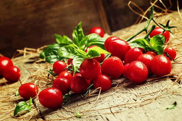 Tomates Cherry con Albahaca — Foto de Stock