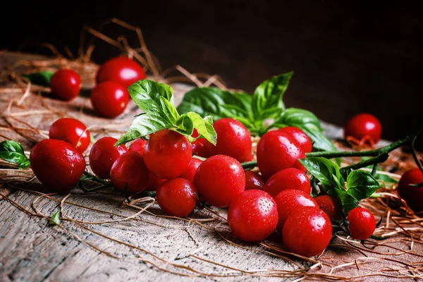 Cherry rajčata s bazalkou — Stock fotografie