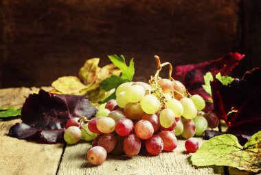 Sonbahar üzüm, seçici odak