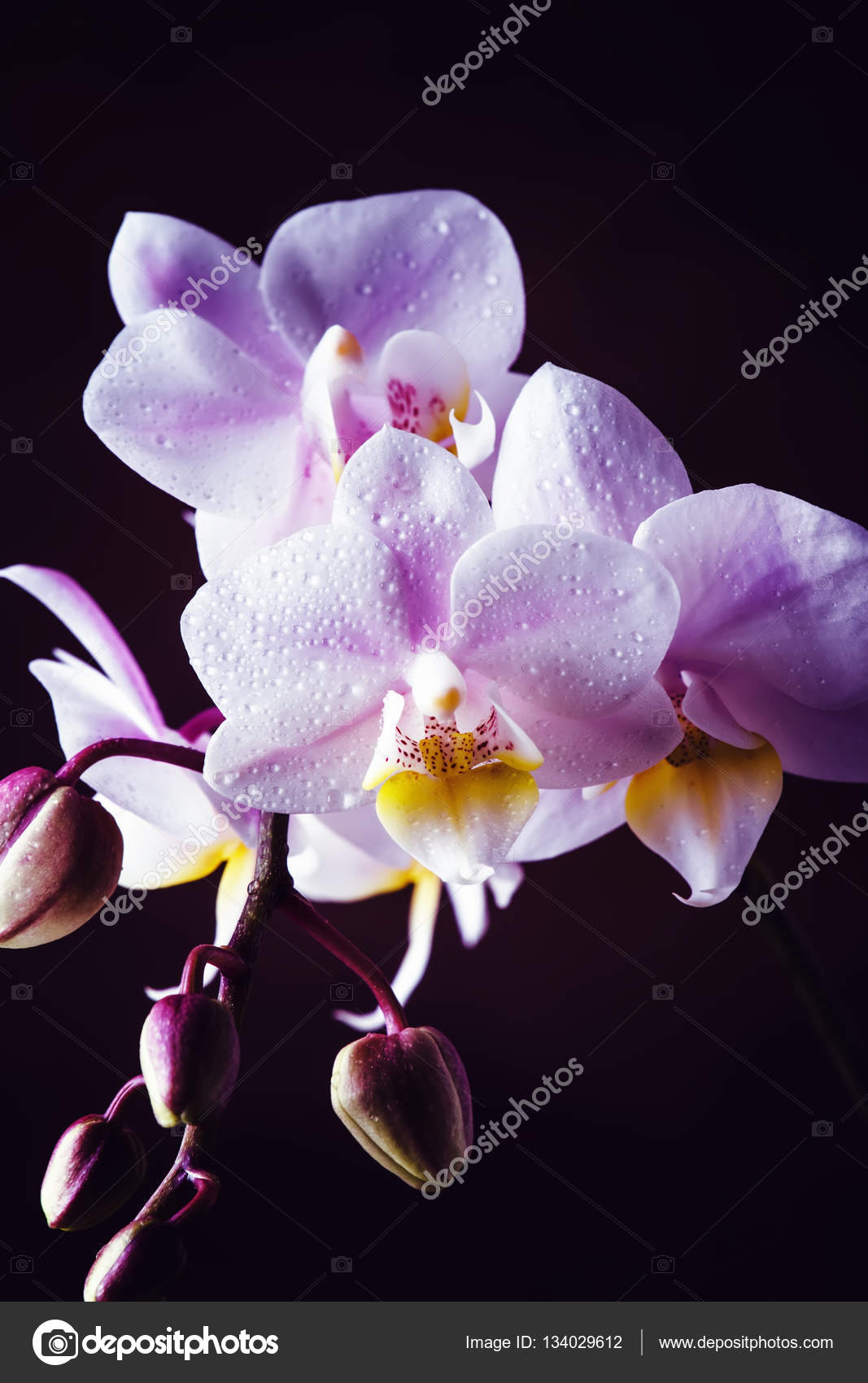 Fotos de Orquídea lilás, Imagens de Orquídea lilás sem royalties |  Depositphotos