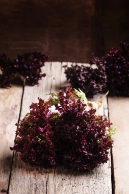 Işın kırmızı Bahçe marul