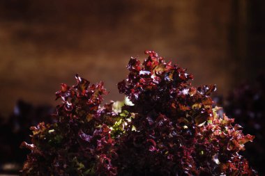 Işın kırmızı Bahçe marul