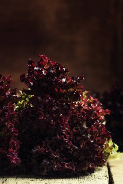 Işın kırmızı Bahçe marul