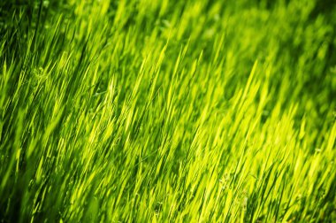 arka plan bahar yeşil çimen