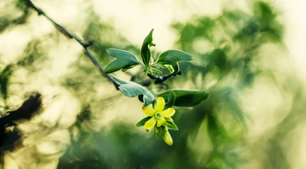 Frühling natürlichen Hintergrund mit blühenden Johannisbeeren — Stockfoto