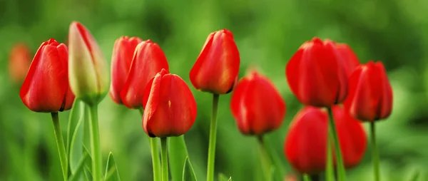 Green natural background with red tulips — Stock Photo, Image