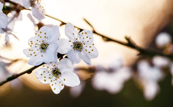 Spring natural background — Stock Photo, Image