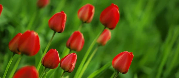 Fundo natural verde com tulipas vermelhas — Fotografia de Stock