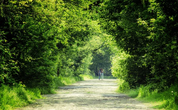 Carril verde entre los árboles parque — Foto de Stock