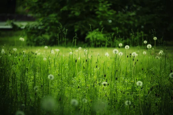 Schöne Waldlichtung mit Löwenzahn — Stockfoto