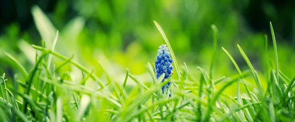 잔디와 파란색 꽃과 녹색 자연 배경 — 스톡 사진