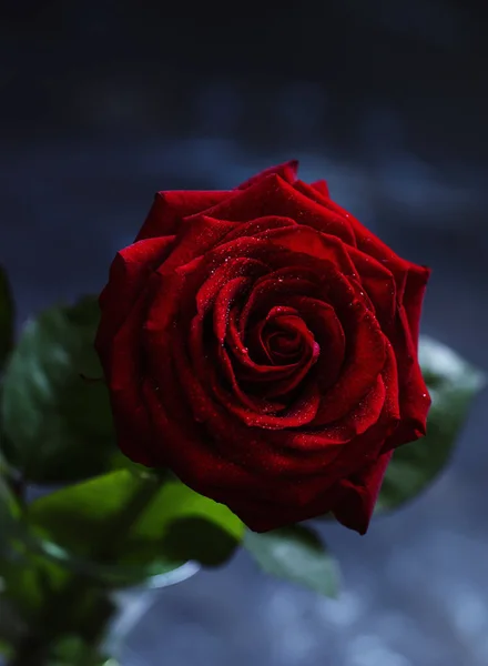 Red rose, dark background — Stock Photo, Image