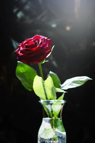 Rote Rose, dunkler Hintergrund — Stockfoto
