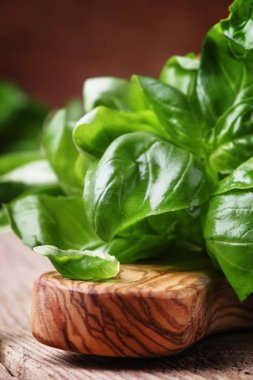 Taze yeşil fesleğen 