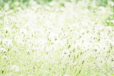 Kısmen bulanık doğal yaz arka plan  