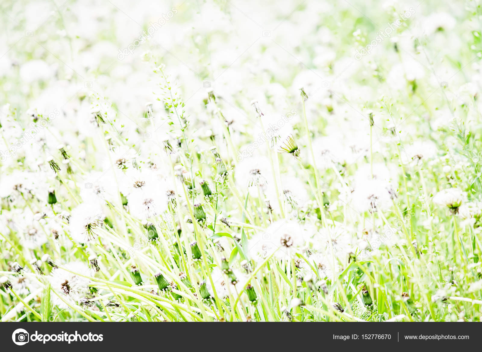 Partially blurred natural summer background — Stock Photo © 5PH #152776670, image size:1600x1167