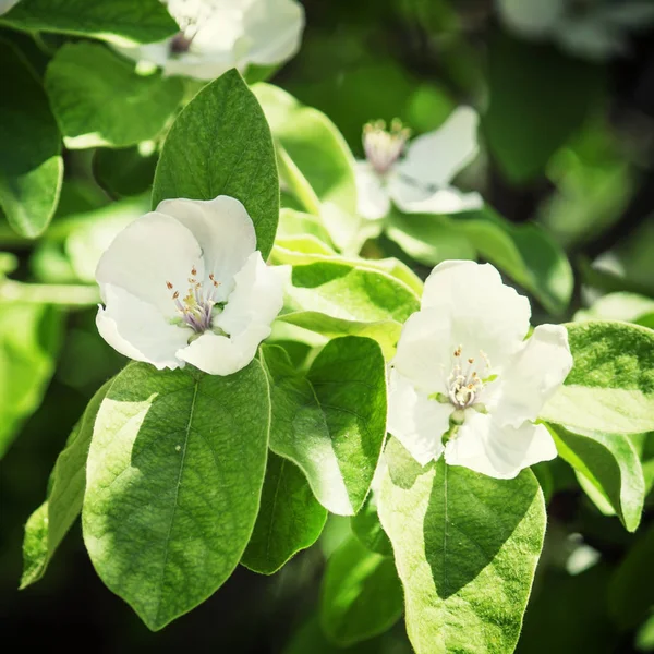 Sfondo naturale con fiori di mela — Foto Stock