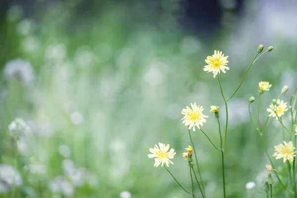 Fondo natural borroso — Foto de Stock