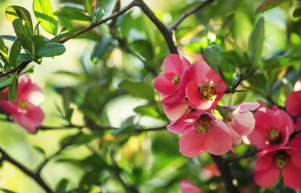Sfondo naturale con fiori rosa — Foto Stock