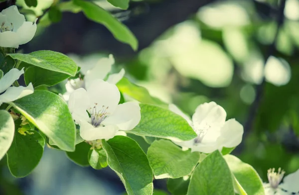Přírodní pozadí s jabloňové květy — Stock fotografie