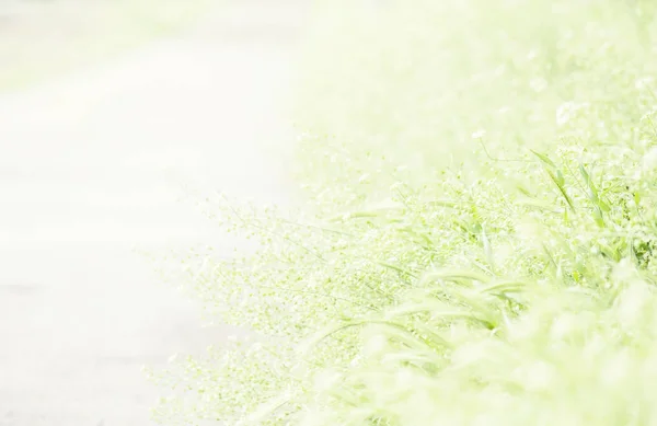 部分的にぼかし夏自然な背景 — ストック写真