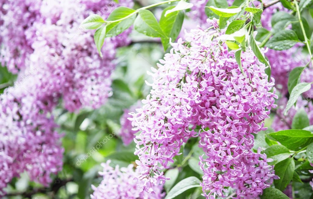 summer natural background with blooming lilac