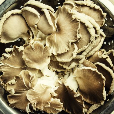 taze istiridye mantar