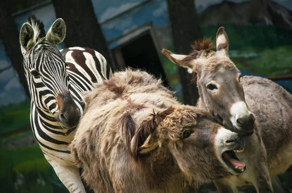 Åsnor och zebra i utomhus bur — Stockfoto