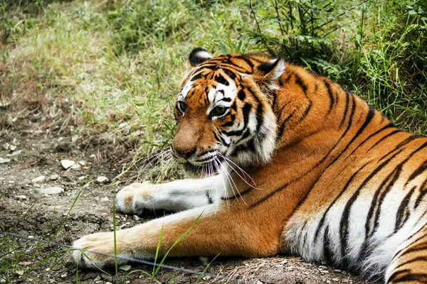 Amur tigre en una jaula — Foto de Stock