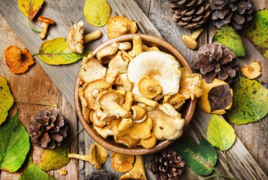 Orman mantar Cantharellus cibarius  