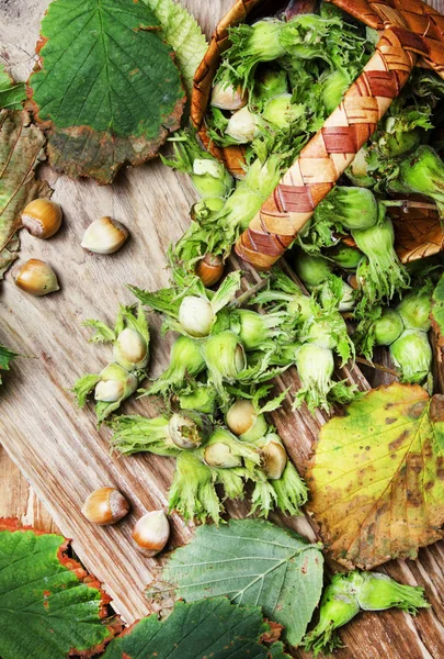Свежие лесные орехи в скорлупе с листьями — стоковое фото