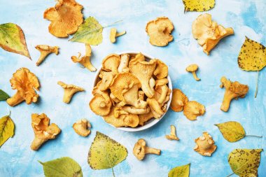 Taze yabani mantar chanterelles