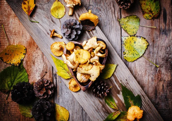 Bir kase içinde orman mantar Cantharellus cibarius 