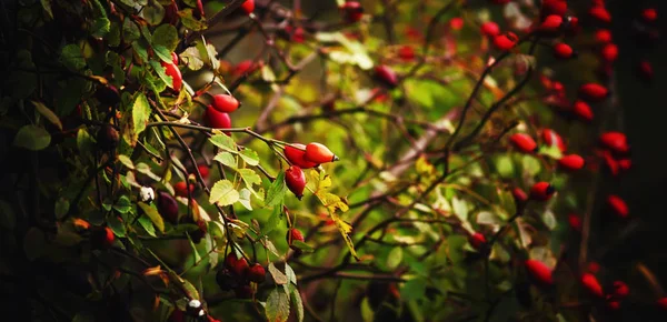 Autumn natural background — Stock Photo, Image