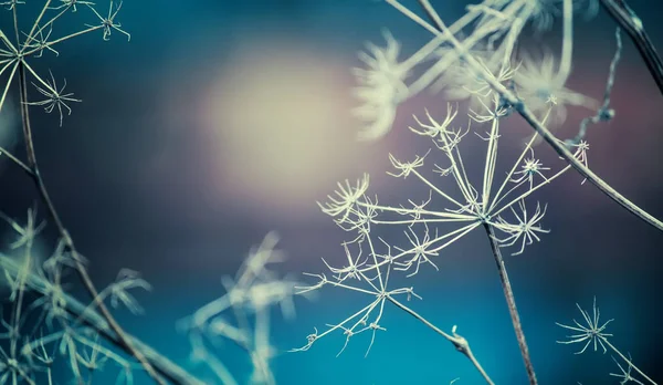 Paesaggio autunnale o invernale — Foto Stock