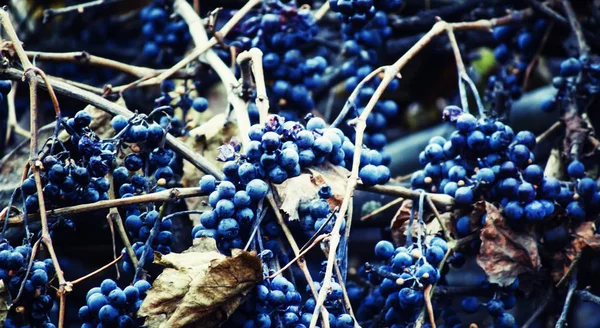 Blue wild grapes on the vine