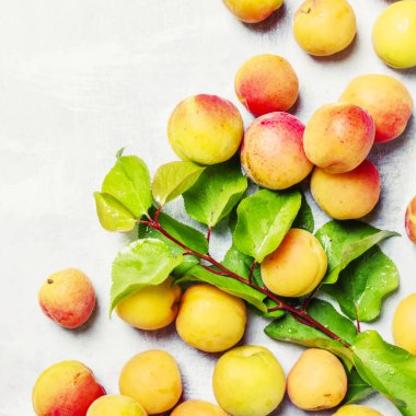 Tatlı kayısı ağacı dalı ile