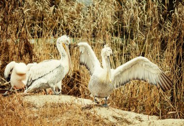 Pelikanlar, sonbahar yatay