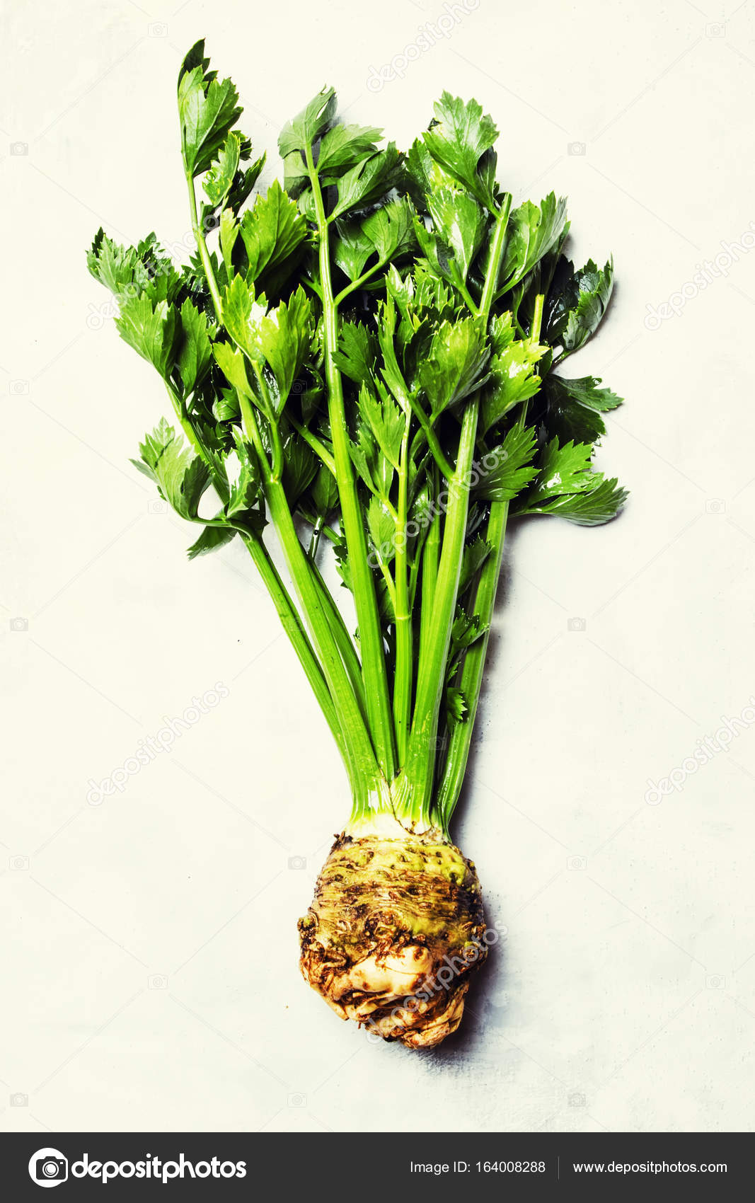 Root celery with green stems Stock Photo by ©5PH 164008288