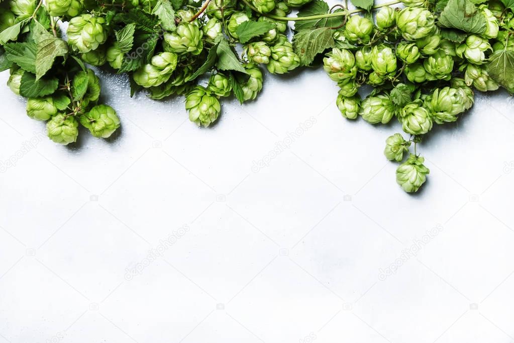 Autumn white background with green hop cones  