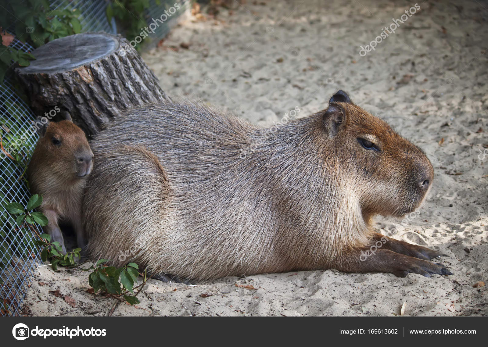 Bebê / Capivara