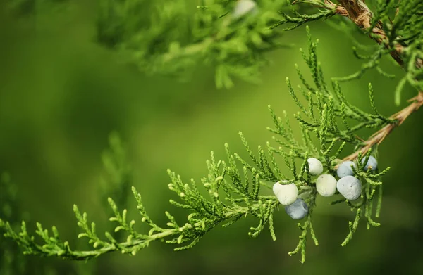 Bacche di ginepro su un cespuglio — Foto Stock