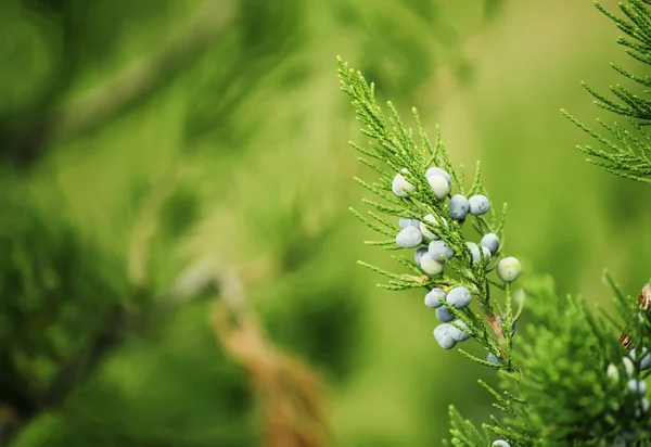 Juniper berries on a bush — Stock Photo, Image